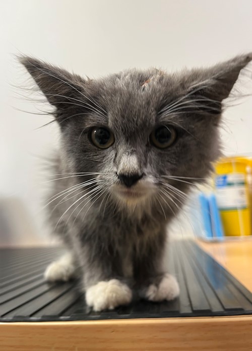 Photo for animal #19481