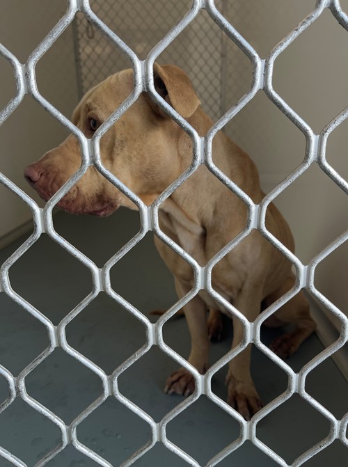 Photo for animal #19626