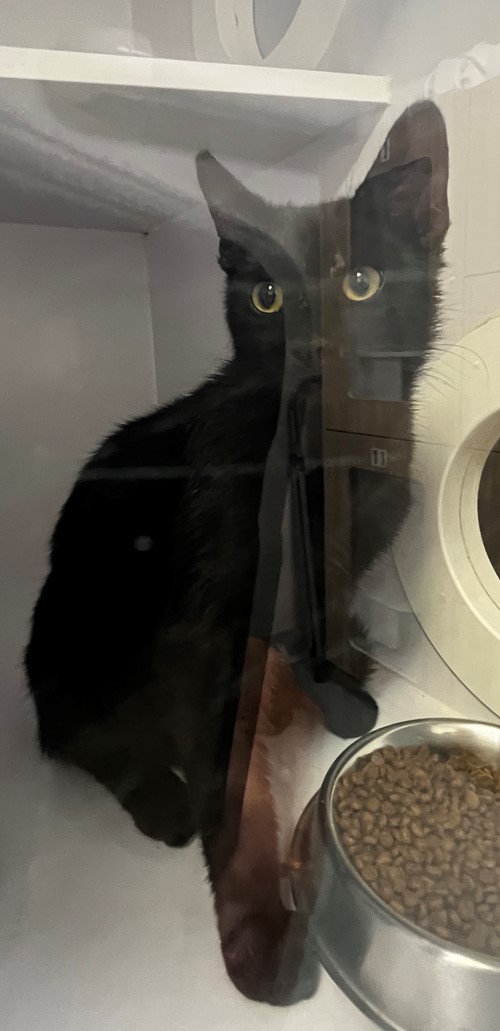 Photo for animal #19380