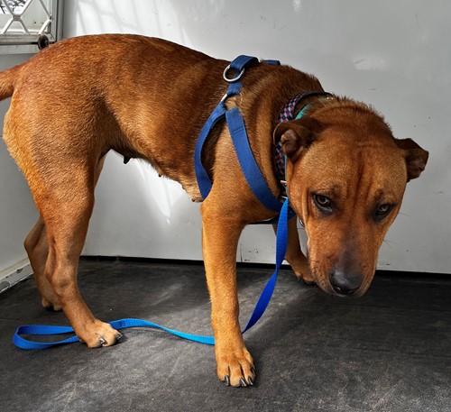 Photo for animal #19434