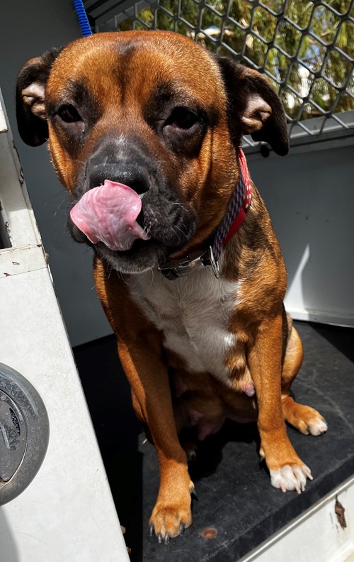 Photo for animal #19435