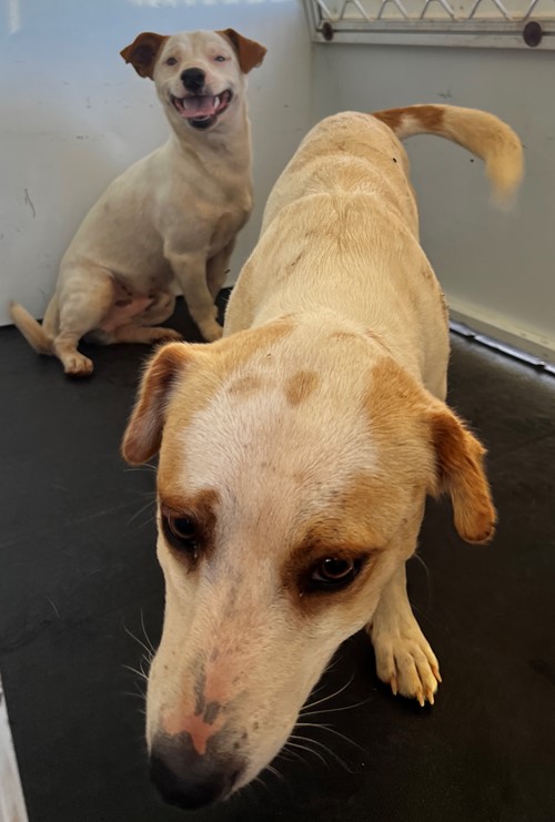 Photo for animal #19478