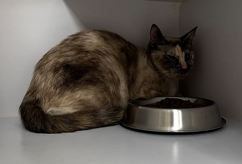 Photo for animal #19682