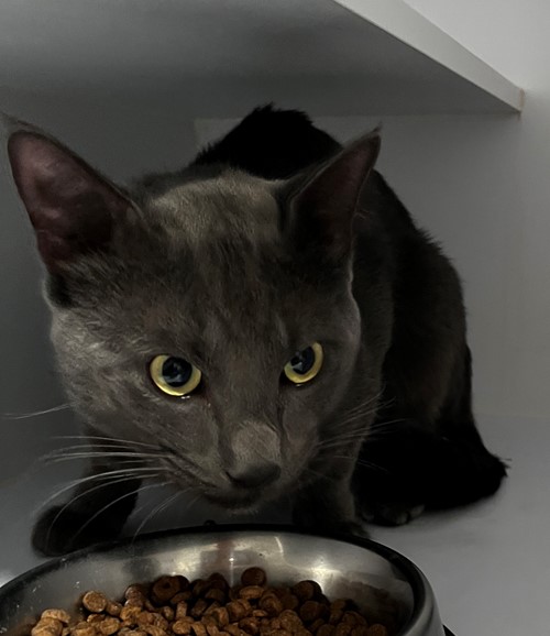 Photo for animal #19684