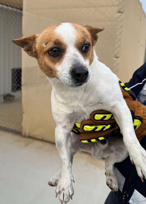 Photo for animal #20053
