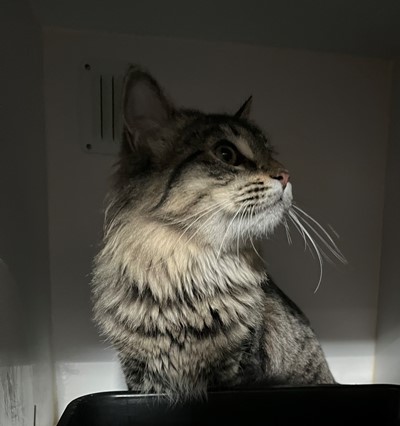Photo for animal #20082