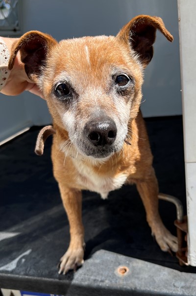 Photo for animal #20403