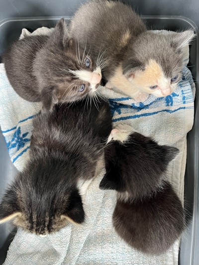 Photo for animal #20259