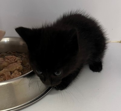 Photo for animal #20270