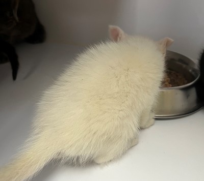 Photo for animal #20269