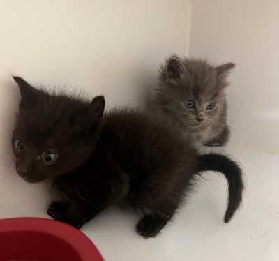 Photo for animal #20267