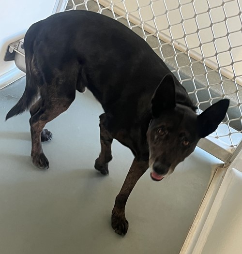 Photo for animal #19347