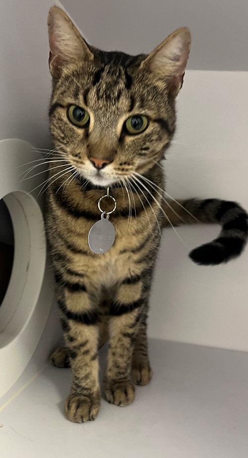 Photo for animal #19348