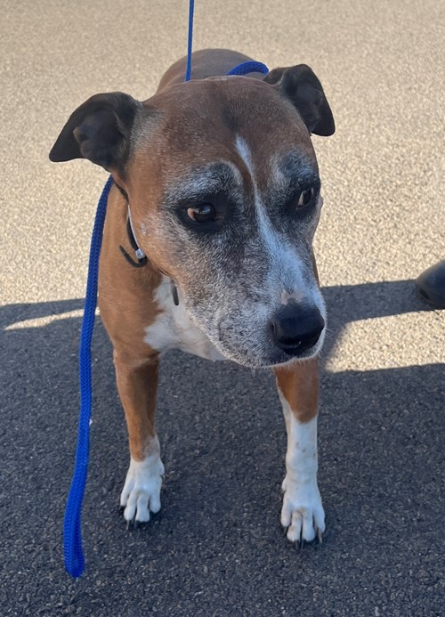 Photo for animal #19351