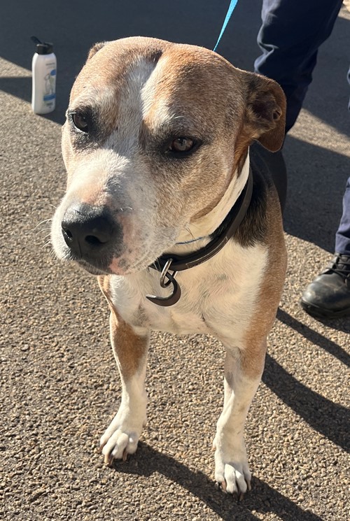 Photo for animal #19352