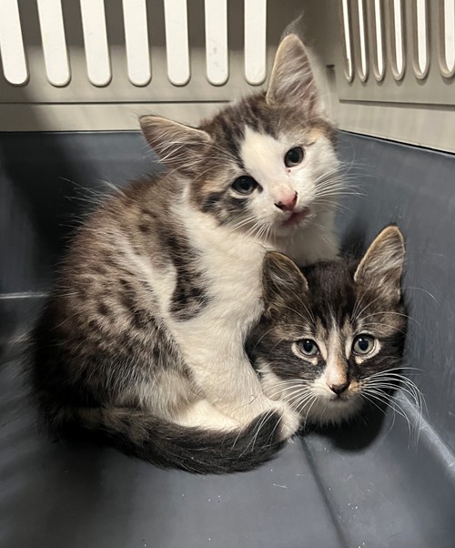 Photo for animal #19415