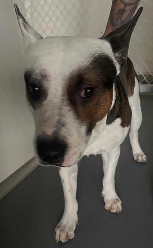 Photo for animal #19477