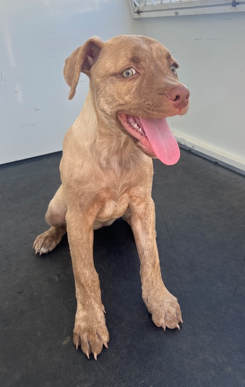 Photo for animal #19482