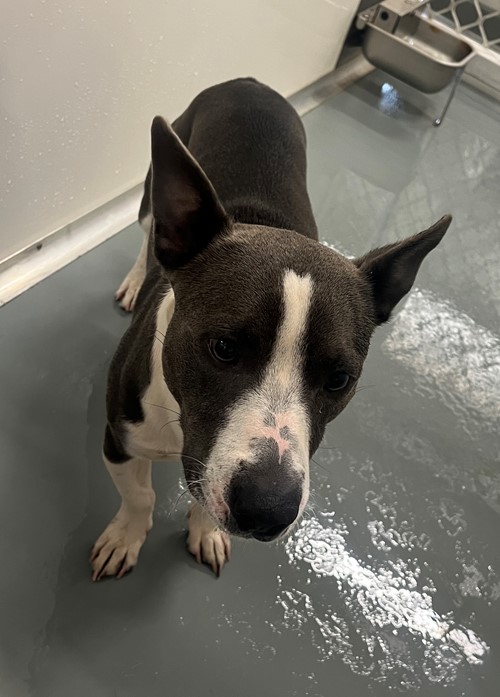 Photo for animal #19557