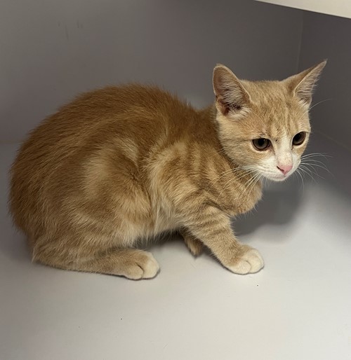 Photo for animal #19570