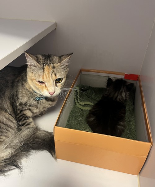 Photo for animal #19568