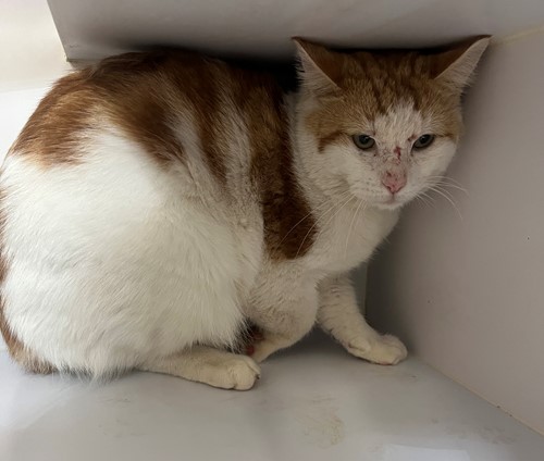 Photo for animal #19737