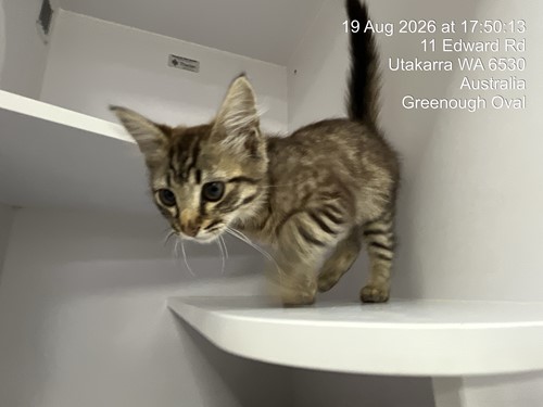 Photo for animal #20062