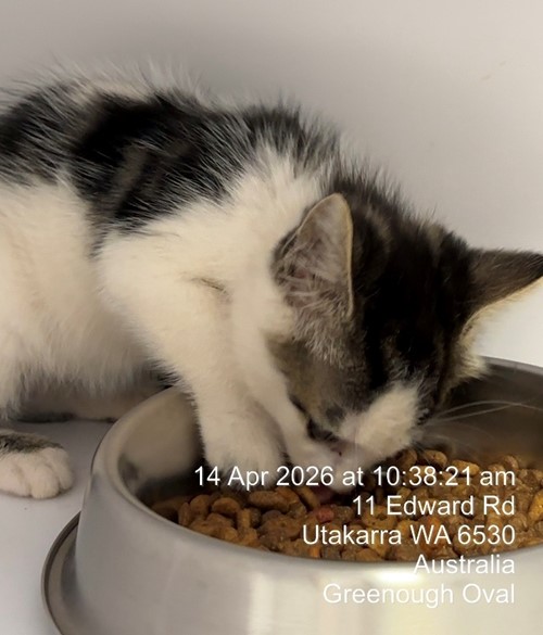 Photo for animal #19474