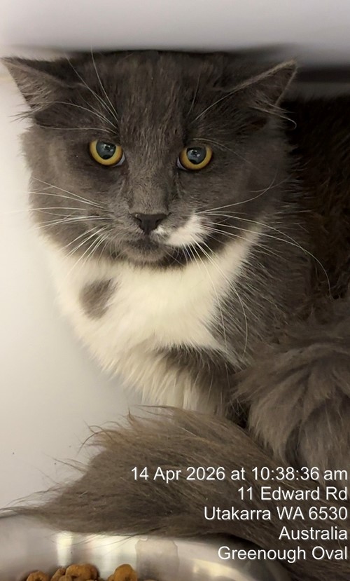 Photo for animal #19471