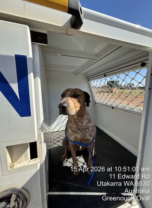 Photo for animal #19480