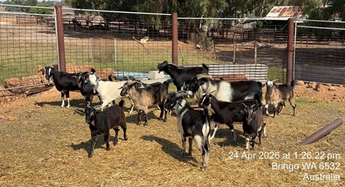 Photo for animal #19549