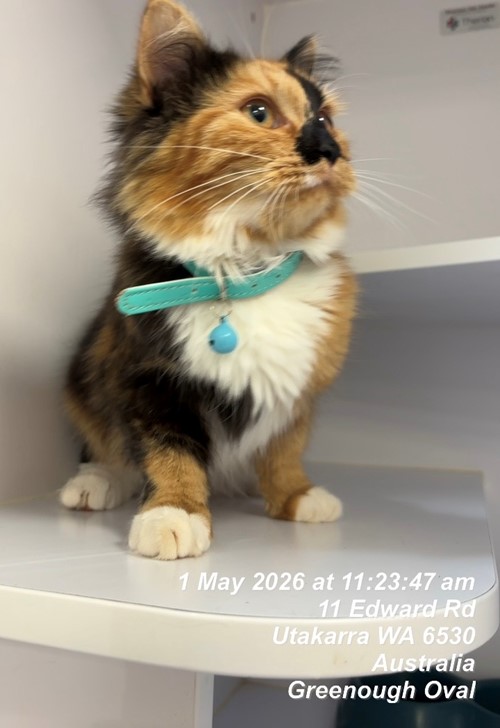 Photo for animal #19591