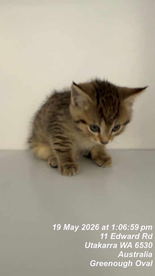 Photo for animal #19678