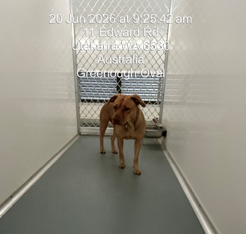 Photo for animal #19797