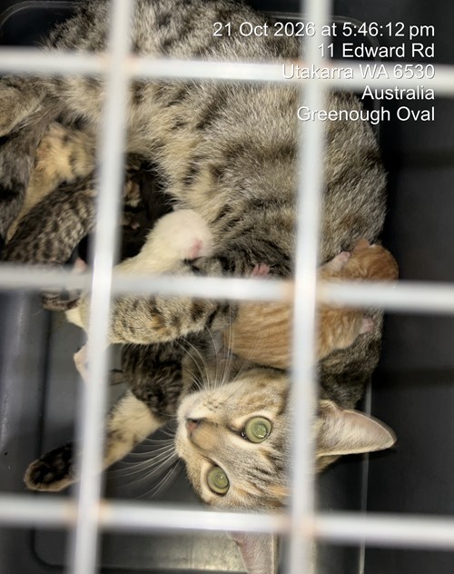 Photo for animal #20342