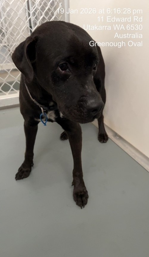 Photo for animal #19068