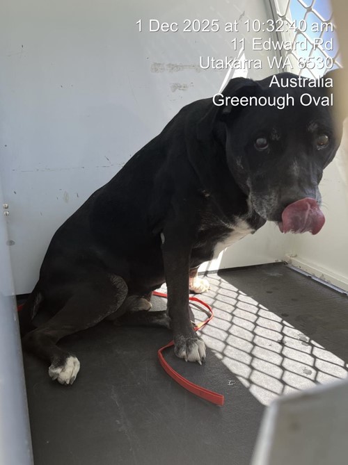 Photo for animal #18910