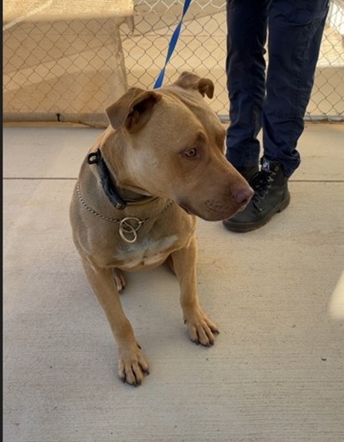 Photo for animal #18974