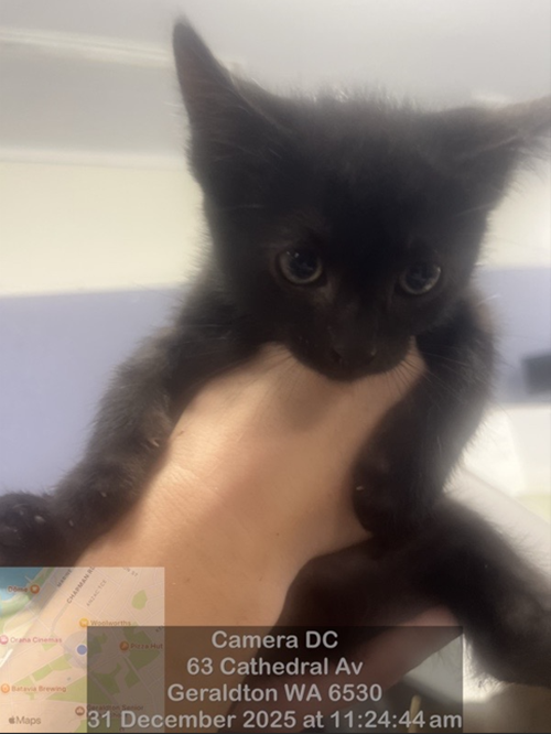 Photo for animal #19001