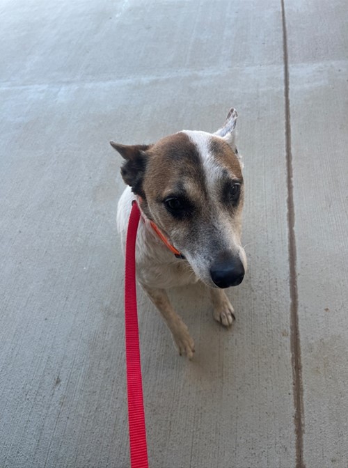 Photo for animal #19049