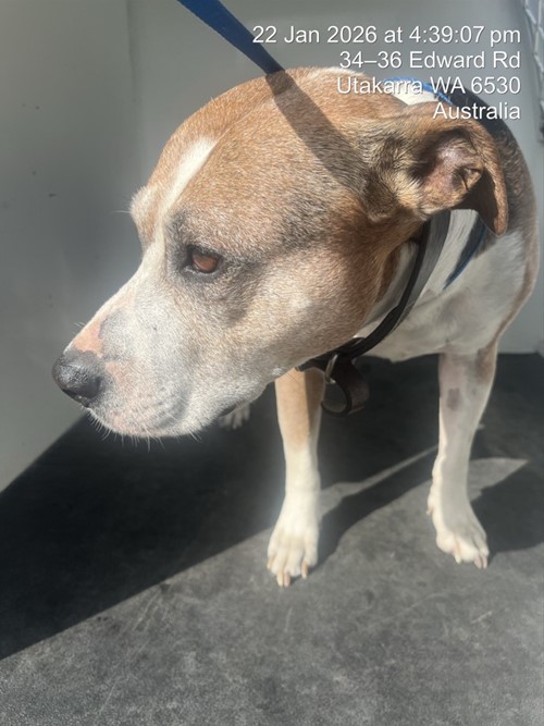 Photo for animal #19078