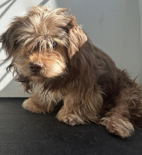 Photo for animal #18554