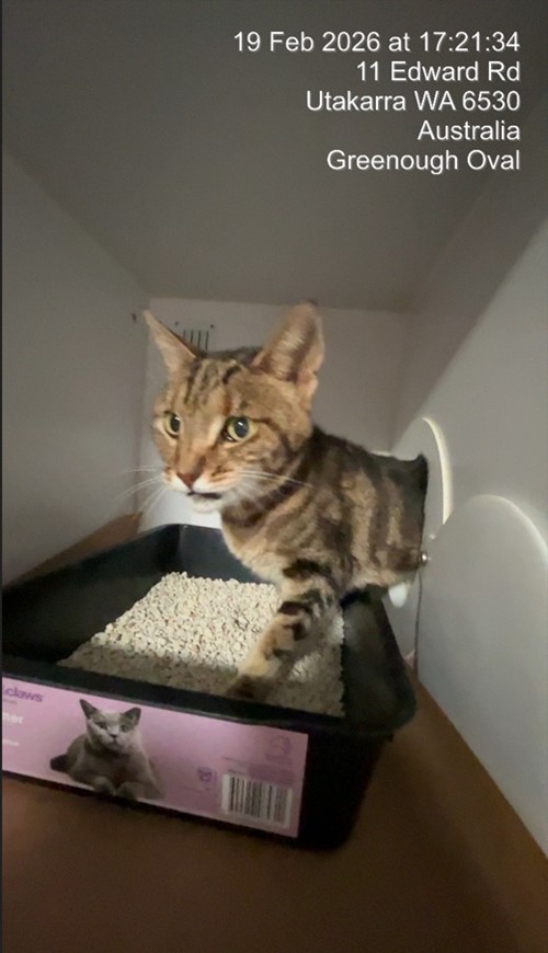 Photo for animal #19217