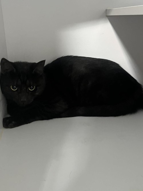 Photo for animal #18904