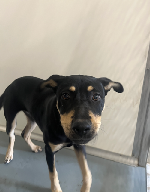 Photo for animal #18887