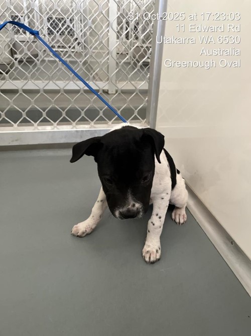 Photo for animal #18728