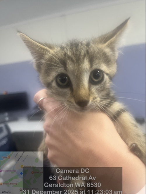 Photo for animal #18999