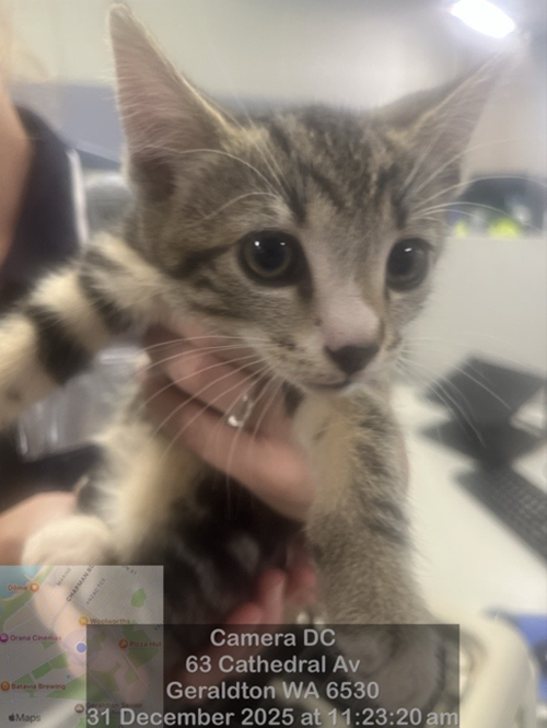 Photo for animal #19000