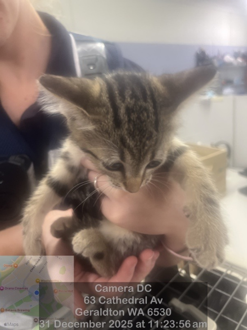 Photo for animal #18998