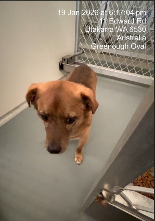 Photo for animal #19069